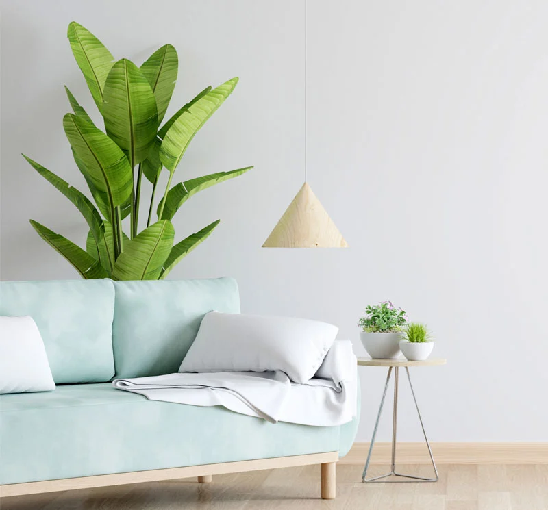 indoor-plants-and-a-comfy-sofa